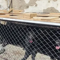 سگ ژرمن