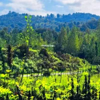 250مترویلا مدرن نوساز کوهپایه جنگلی|فروش خانه و ویلا|فومن, |دیوار