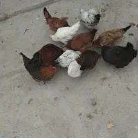 فروشی مرغ و خروس|حیوانات مزرعه|هیر, |دیوار