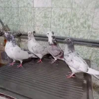 گرفتنی ساختمون بلند