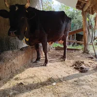 گاو چالوسی با گوساله|حیوانات مزرعه|توتکابن, |دیوار