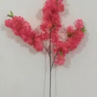 گل شکوفه ای کلی و جزئی،نصف قیمت