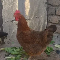 مرغ محلی