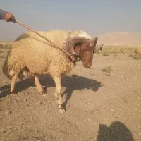 قوچ عربی داشتی|حیوانات مزرعه|سرپل ذهاب, |دیوار