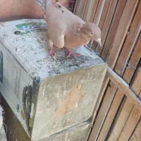 کفتر مسافتی|پرنده|شیراز, میانرود|دیوار