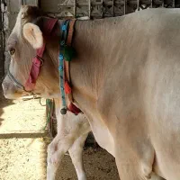 گاو