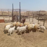 ده عدد گوسفند به فروش میرسد