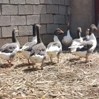 ۱۵عدد غاز بفروش میرسد