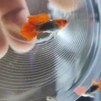 گوپی کوی تکسیدو بالن