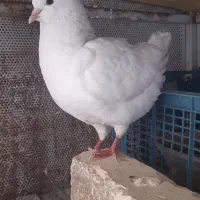 کبوتر نقشی
