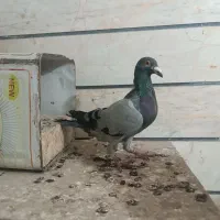 کبوتر خطی و سیاهپوش نامبروان