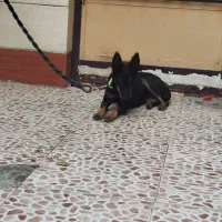 ژرمن نگهبانی