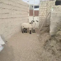 گوسفند|حیوانات مزرعه|زهک, |دیوار