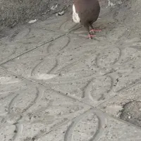 ماده سینه سرخ|پرنده|قائن, |دیوار