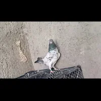 کفتر پرشی درجه یک|پرنده|حمیدیا, |دیوار