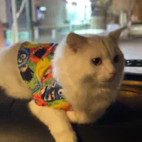 گربه پرشین کلاسیک