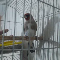 سهره|پرنده|بجنورد, |دیوار