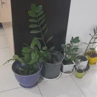 تعدادی گل زانفولیا همه با هم