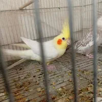 جوجه عروس هلندی مرواریدی در رباط کریم|پرنده|چهاردانگه (تهران), |دیوار