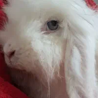 توله خرگوش لوپ