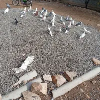 کبوتر خوشونه