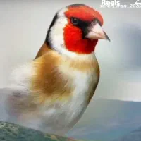 سهره نشوندارچهارعددنرمعاوضه بالوازم داخل توضیحات