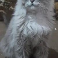 گربه ماده اماده جفت|گربه|مشهد, گاز|دیوار