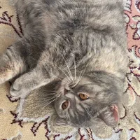 گربه|گربه|مشهد, میعاد (شهرک غرب)|دیوار