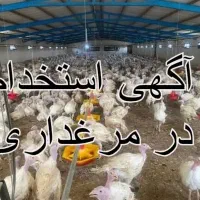 نیاز به کارگر در مزرعه پرورش بوقلمون