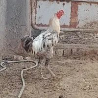 خروس جوان|حیوانات مزرعه|قم, نیروگاه|دیوار