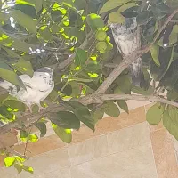 کبوترپرشی کله دم سبز