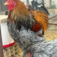 فروش جوجه برهما بلو،بلو پاتریچ