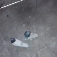 کبوتر|پرنده|شیراز, شهرک گلستان|دیوار