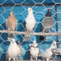 کبوتر|پرنده|سامن, |دیوار