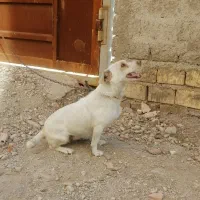 ماده سگ پاکوتاه