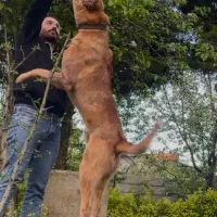 واگذاری سگ سرابی|سگ|تالش, هشتپر|دیوار