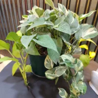 استخدام نیرو خانم یا آقا