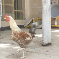 خروس نژاد خوب