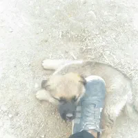 دردسته حیوانات مزرعه