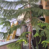 فروش گل زینتی|گل و گیاه طبیعی|یاسوج, |دیوار