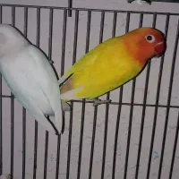 یک جفت طوطی برزیلی فیشر بالغ