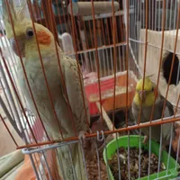طوطی عروس نروماده همراه با چهار جوجه