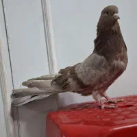 کبوتر نوک قنار نر|پرنده|تهران, وصفنارد|دیوار