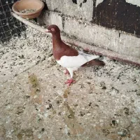 کبوتر یهودی نر