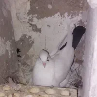 فروش دم قهوه ایی ودم سیاه نقابی|پرنده|بهبهان, |دیوار