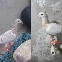 زرد هفت رنگ مغلف خطی