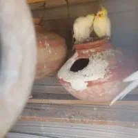 عروس هلندی لوتینو