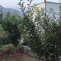 باغ۱۷۵۰متری|فروش دفتر صنعتی، کشاورزی، تجاری|کرمانشاه, |دیوار