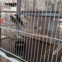 فنچ گلدین وکراواتی و جوجه گلدین و بنگالی|پرنده|مشهد, میان ولایت|دیوار