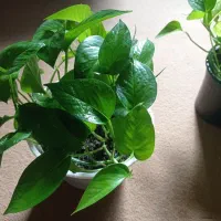 گل پتوس|گل و گیاه طبیعی|بهشهر, |دیوار